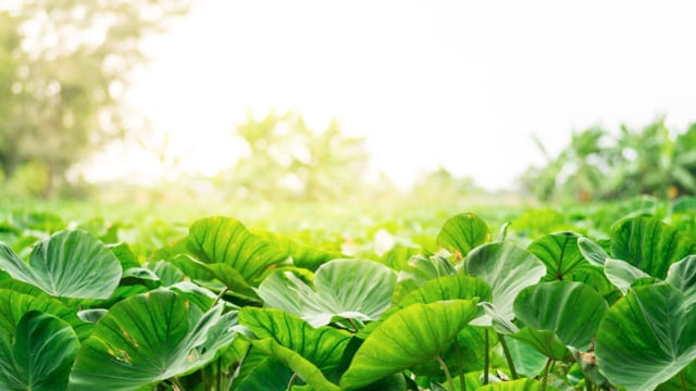 Brad Kusunoki video thumbnail